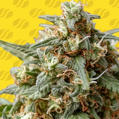 Original Sensible Seeds OG Eddy Lepp Auto semienka neobsahujú THC 10 ks