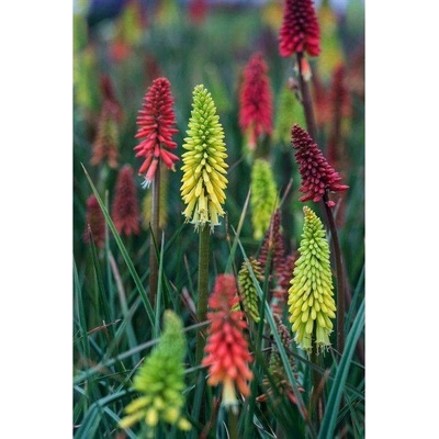 GREENBOSS FLOWER Kleopatřina jehla - MIX barev Průměr květináče: 9 až 12 cm Kniphofia uvaria