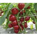 Paradajková paprika Dumas - Capsicum annuum - predaj semien - 15 ks