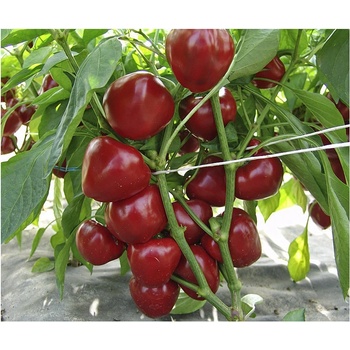 Paradajková paprika Dumas - Capsicum annuum - predaj semien - 15 ks
