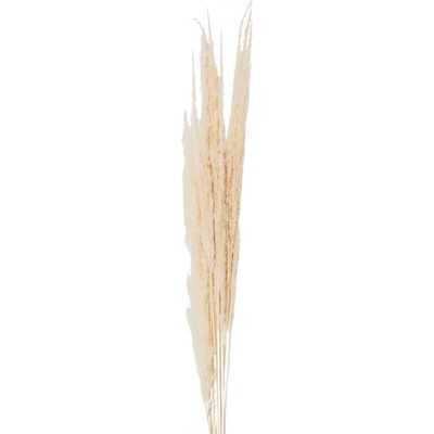 Přírodní béžová kytice sušené květy trávy – 90 cm