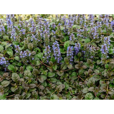 Zbehovec plazivý Mahogany - Ajuga kont. 0,5 l