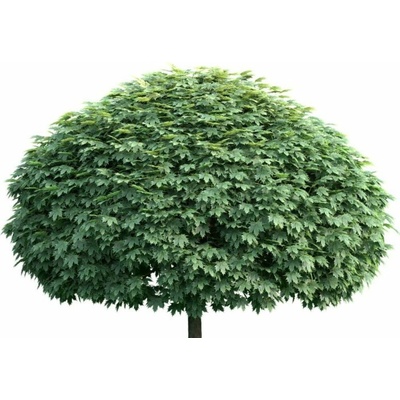 Javor mliečny Globosum, minikmeň, výška 90-120 cm, kvetináč 30 l