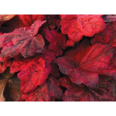 Heuchera Autumn Leaves