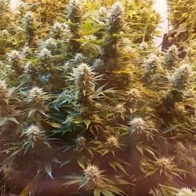 Phoenix Seeds Super Kush semena neobsahují THC 5 ks