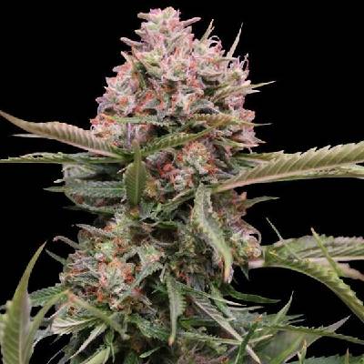 G13 Labs Seeds AUTO Gigabud semena neobsahují THC 5 ks