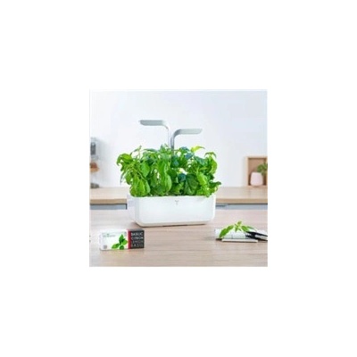 Véritable Lingot Thajská bazalka - BIO