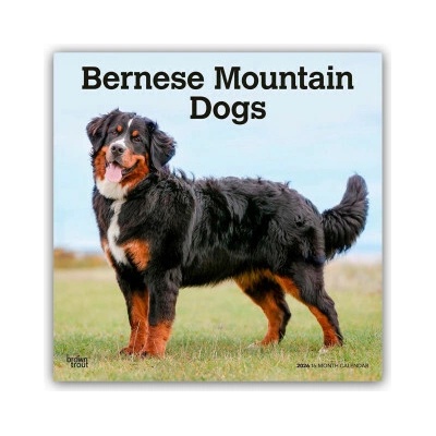 Bernese Mountain Dogs Berner Sennenhund 16-Monats 2026