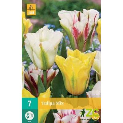 Maják Tulipán Viridiflora Mix "C" 7 ks