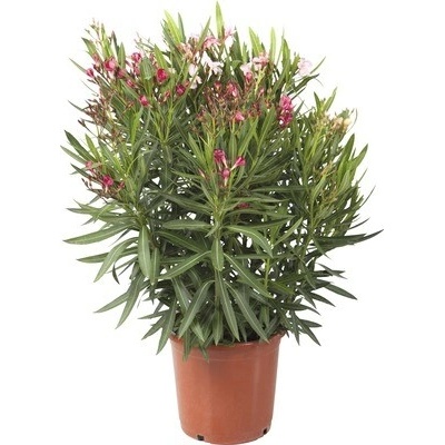 Oleandr Tricolor FloraSelf Nerium oleander výška 40-60 cm květináč Ø 25 cm