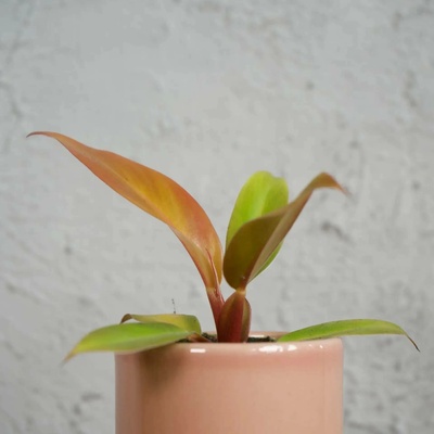 Philodendron Florida bronze baby