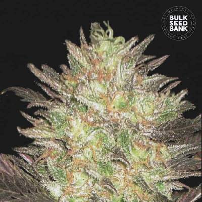 Bulk Seed Bank AUTO Lavender Best semena neobsahují THC 10 ks