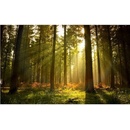 Postershop Fototapeta vliesová: Východ slunce v lese rozměry 254x368 cm
