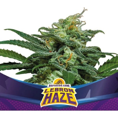 BSF Seeds Lebron Haze XXL Auto semienka neobsahujú THC 100 ks
