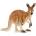 Schleich Фигурка Schleich Asia and Australia - Кенгуру (14756)