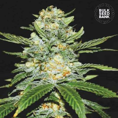 Bulk Seed Bank AUTO Perfect Power Plant semena neobsahují THC 10 ks