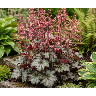 Heuchera 'Hip Hip Hooray' v kvetináči