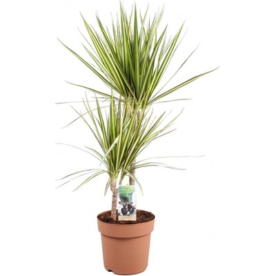 Dračinec vroubený, Dracaena marginata Sunray, 2 výhony, průměr květináče 17 cm