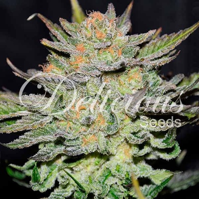 Delicious Seeds AUTO Blue Ace CBD semena neobsahují THC 10 ks
