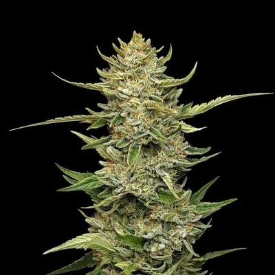 Seedsman Sour Diesel Auto semienka neobsahujú THC 10 ks