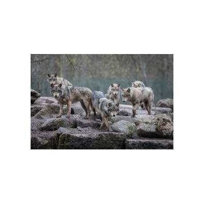Plakát Wolf - Grey Wolves