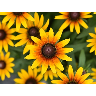 Rudbekia SmileyZ Star of Life
