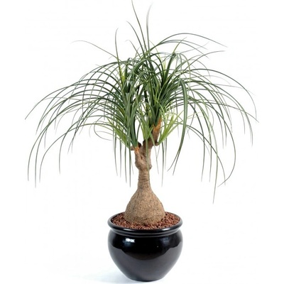 Umelá palma Beaucarnea palma - slonia noha, 75cm