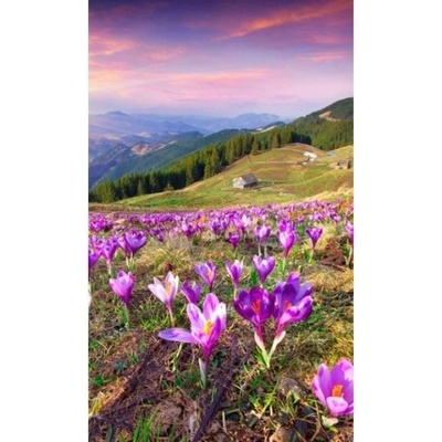 DIMEX ART Флизелинов фототапет минзухари през пролетта 150 x 250 см