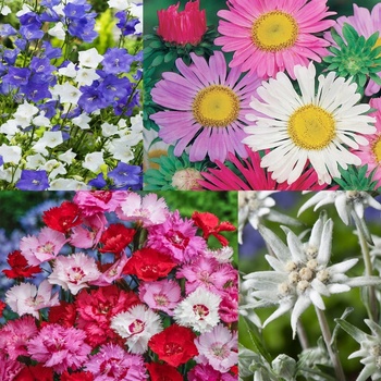 Semená zmes rastlín ZMES KVETOV POĽSKÝCH TATIER 1,6 g