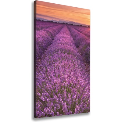 Vertikálny foto obraz canvas Pole levanduľe 50x100 cm