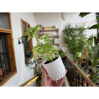 Kvetúlok Syngonium Simonka