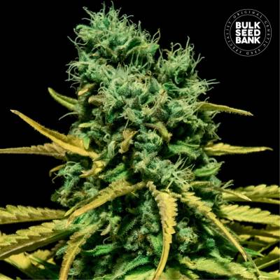 Bulk Seed Bank AUTO Hell Bells OG semena neobsahují THC 10 ks