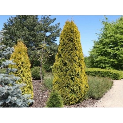 Tuja západná (Thuja occidentalis) ´GOLDEN SMARAGD´® - výška 20-30 cm, kont. C2L