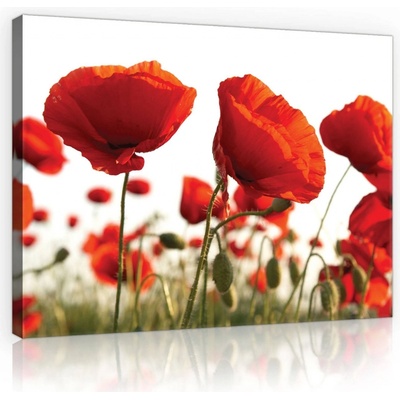Postershop Obraz na plátně: Vlčí máky - 80x60 cm
