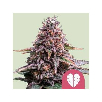 Royal Queen Seeds Pink Mist semena neobsahují THC 5 ks