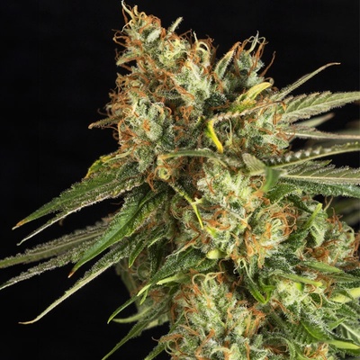 Eva Seeds Lemon King semena neobsahují THC 6 ks