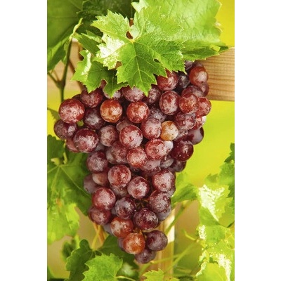 Vinič BIO jahodový bezsemenný FloraSelf Bio Vitis vinifera 'Palatina' výška cca 90 cm kvetináč 3 l