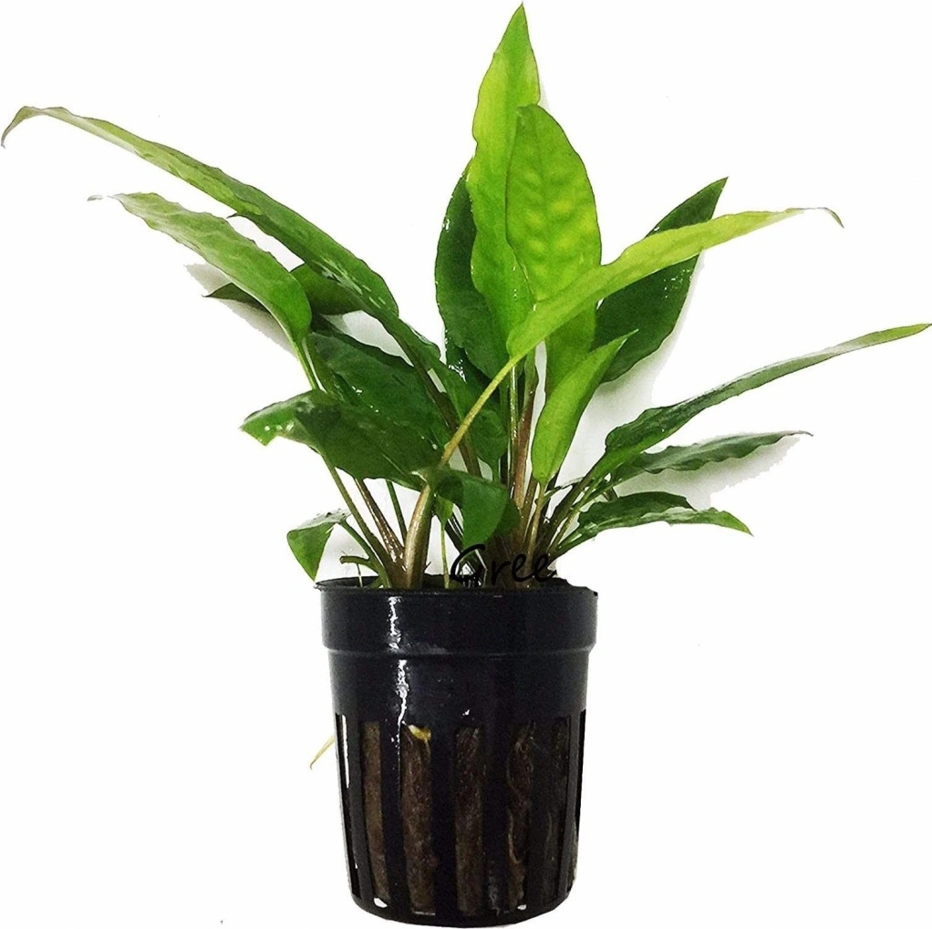 Cryptocoryne usteriana