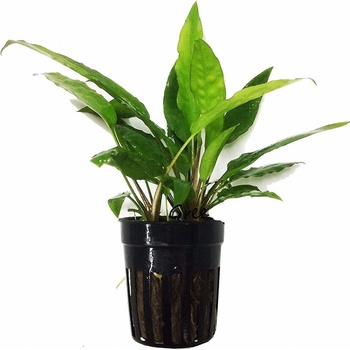 Cryptocoryne usteriana