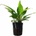 Cryptocoryne usteriana