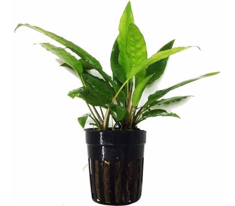 Cryptocoryne usteriana