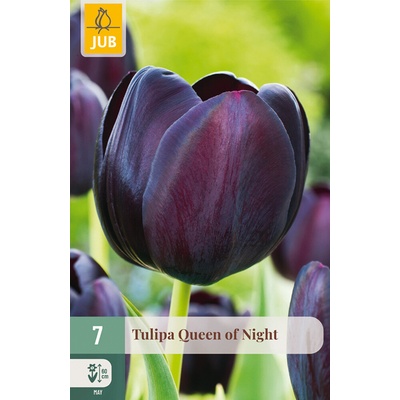 Karta Tulipán Moonblush 7 cibulí "C"