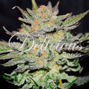 Delicious Seeds Auto Blue Ace CBD semena neobsahuji THC 100 ks