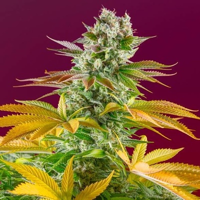 Sweet Seeds Gorilla Girl F1 Fast Version semena neobsahují THC 25 ks