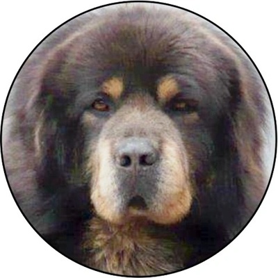 VIZINGR Tibetská doga MINI logo L1č.137