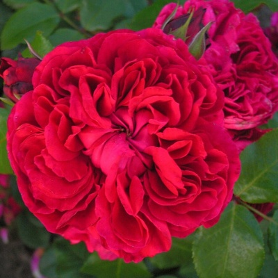 Meilland® Роза Red Leonardo da Vinci®
