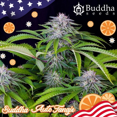 Buddha Seeds AUTO Tangie semena neobsahují THC 25 ks