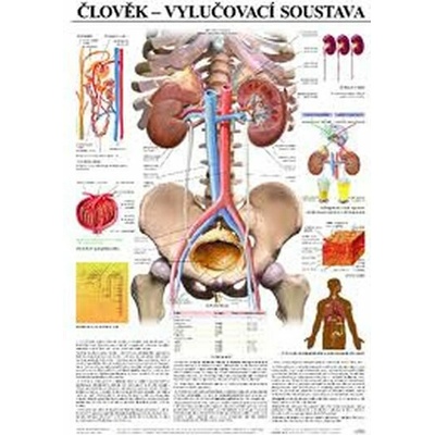 Plakát - Člověk - vylučovací soustava