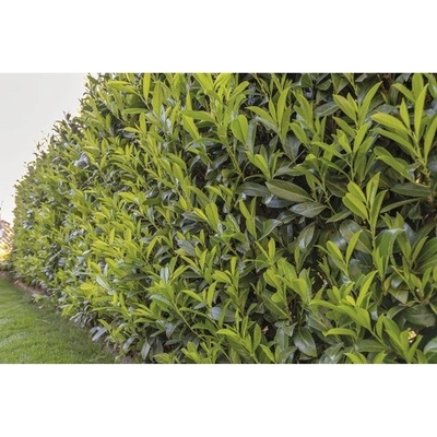 Vavrínovec lekársky FloraSelf Prunus laurocerasus 'Caucasica' 80-100 cm v click kvetináči