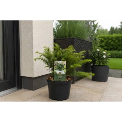 Tis obyčajný (Taxus baccata ) ‘REPANDENS’ – výška 20-40 cm, kont. C3L